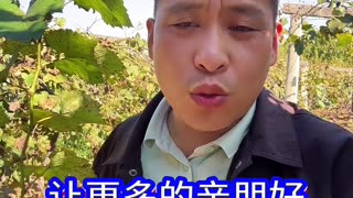 葡萄冬季修剪好？还是秋季修剪好？#葡萄种植 #葡萄施肥 #葡萄修剪 #果园管理 #果树种植