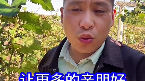 葡萄冬季修剪好？还是秋季修剪好？#葡萄种植 #葡萄施肥 #葡萄修剪 #果园管理 #果树种植