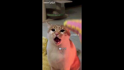 so the kitten is actually a voice actor