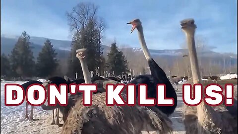 Gov't Orders 400 Ostriches to be Killed on BC Farm