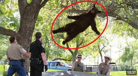 Bears Being Silly And It’s Hilarious 🤣 Funniest ANIMAL Videos