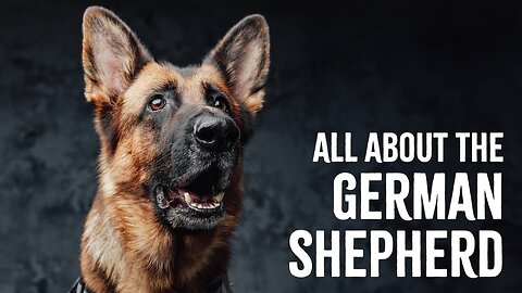 Why German Shepherds Are The Worst Dogs