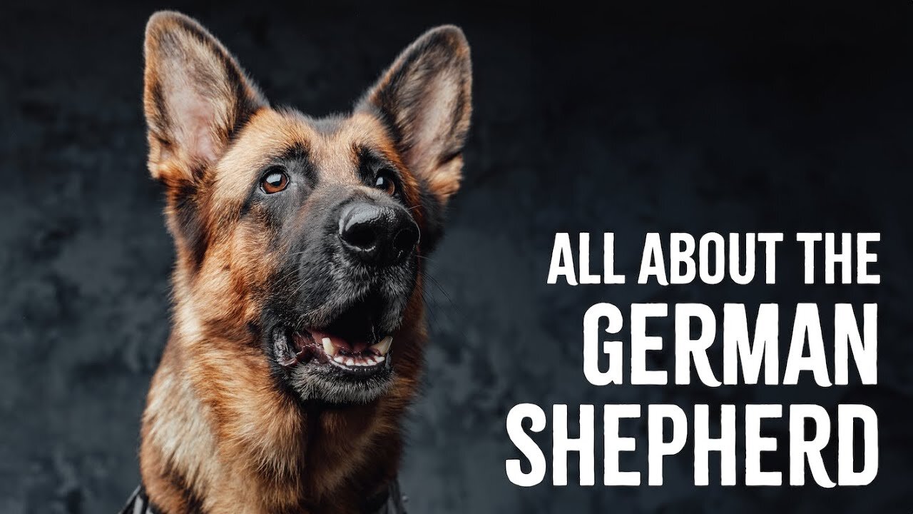 Why German Shepherds Are The Worst Dogs
