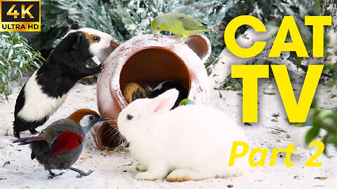 Cat's Favorite Show: Birds and Squirrels Eating in the Forest - Video For Cats To Watch PART 2