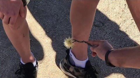 Guy Flicks Cactus Stem From One Leg to Another - 981795