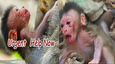 The Real View Of Newborn Baby Monkey Emory With Unhappy Time