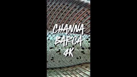 RARE.!!!! high drtail channa barca