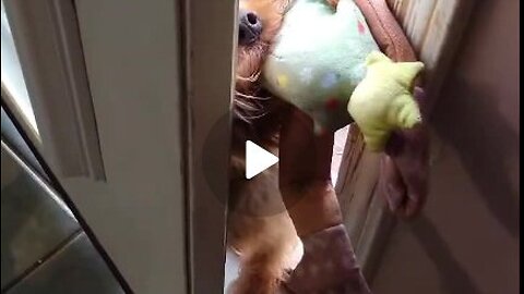 Yorkie refuses to drop his stuffed friend #yorkie #funnydogs