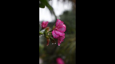 "When flowers and rain compose a song of serenity."