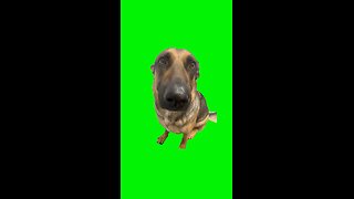 Whining Dog Meme | Green Screen #pet #puppy #dog #whiningdog #fyp