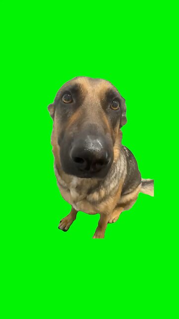 Whining Dog Meme | Green Screen #pet #puppy #dog #whiningdog #fyp
