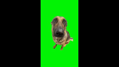 Whining Dog Meme | Green Screen #pet #puppy #dog #whiningdog #fyp