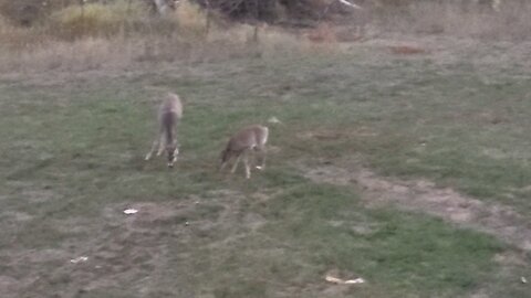 deer hangout