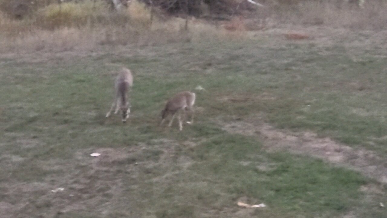 deer hangout