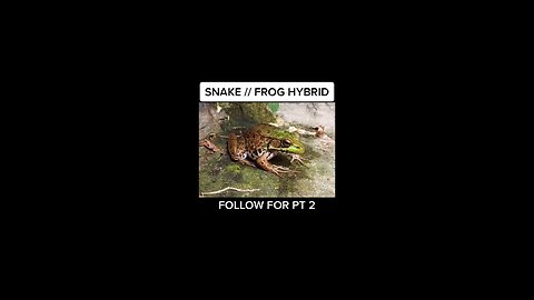FROG SNAKE HYBRlD