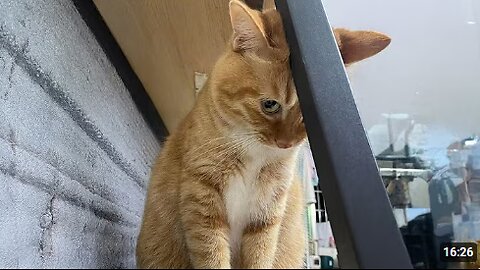 The Most DRAMATIC Cats Ever! 😂 Funny Cat Videos 2025