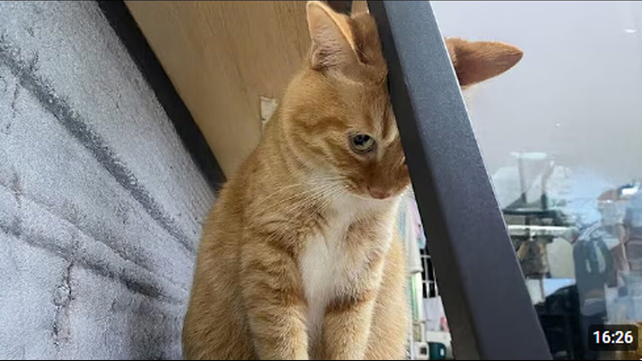 The Most DRAMATIC Cats Ever! 😂 Funny Cat Videos 2025