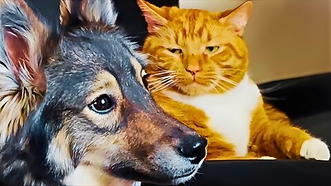 Funniest Cats & Dogs of 2023 Best Animal Fails & Cute Moments