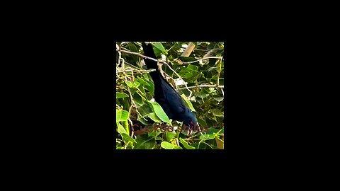 Koel sweet sound