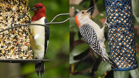 Red-Headed versus Red-Bellied Woodpeckers