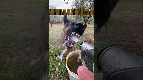 Compilation Animals that understand us - Playing with water