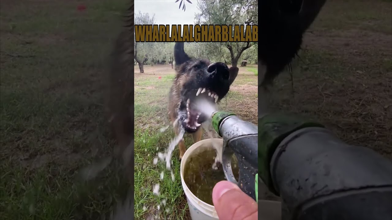 Compilation Animals that understand us - Playing with water