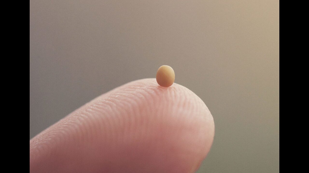 Homily on Faith the size of a Mustard Seed