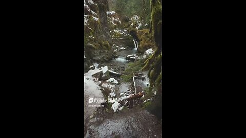 Northern Rainforest #Subscribe #ASMR #Outdoors #Nature #Hiking #Camping #fyp #iPhone #Travel #Winter