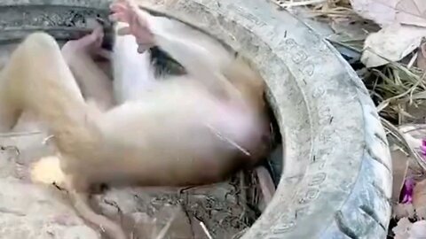 child and mother monkey