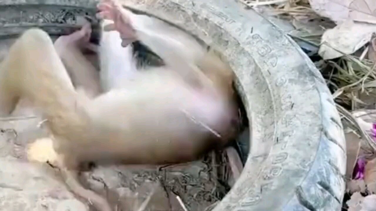 child and mother monkey