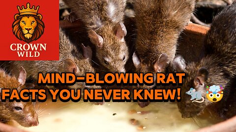 You need to learn these rat facts!