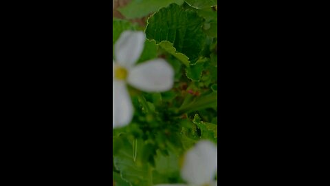 🔥Surah An-Nahl 16:127-128 سورة النحل 🔥 #love #shorts #viral #youtubeshorts #trending #shortvideo
