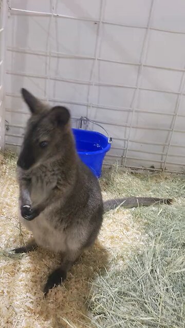 Wallaby or kangaroo ?