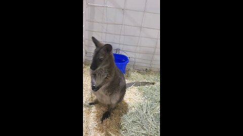 Wallaby or kangaroo ?