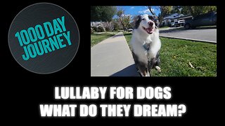 1000 Day Journey 0946 Lullaby for Dogs, what do they Dream?
