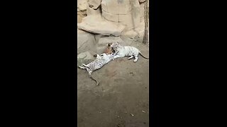 Love All Life Always #433 - The Most Dangerous Dog With Her "Children" Is A Perfect Love Story.