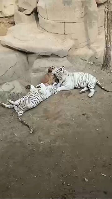 Love All Life Always #433 - The Most Dangerous Dog With Her "Children" Is A Perfect Love Story.