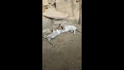 Love All Life Always #433 - The Most Dangerous Dog With Her "Children" Is A Perfect Love Story.