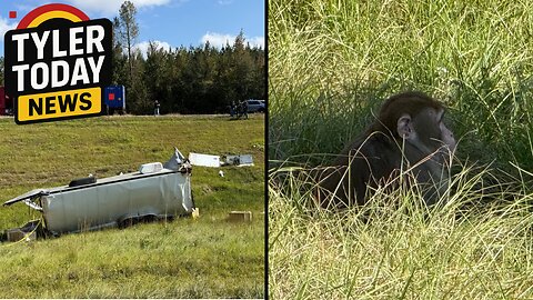 Escaped Monkeys captured removed and or destroyed
