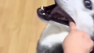 Dog's Comedy Videos 🤣 so cute videos and puppies comedy scenes 🤣 so cute 🥰🥰🥰🥰