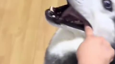 Dog's Comedy Videos 🤣 so cute videos and puppies comedy scenes 🤣 so cute 🥰🥰🥰🥰