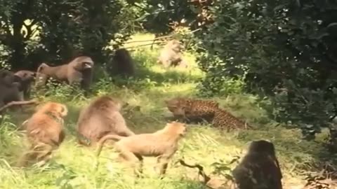 Angry Mother Baboon Attacks Leopard Madly To Avenge Her Cub - Wild Animals Documentary 2014