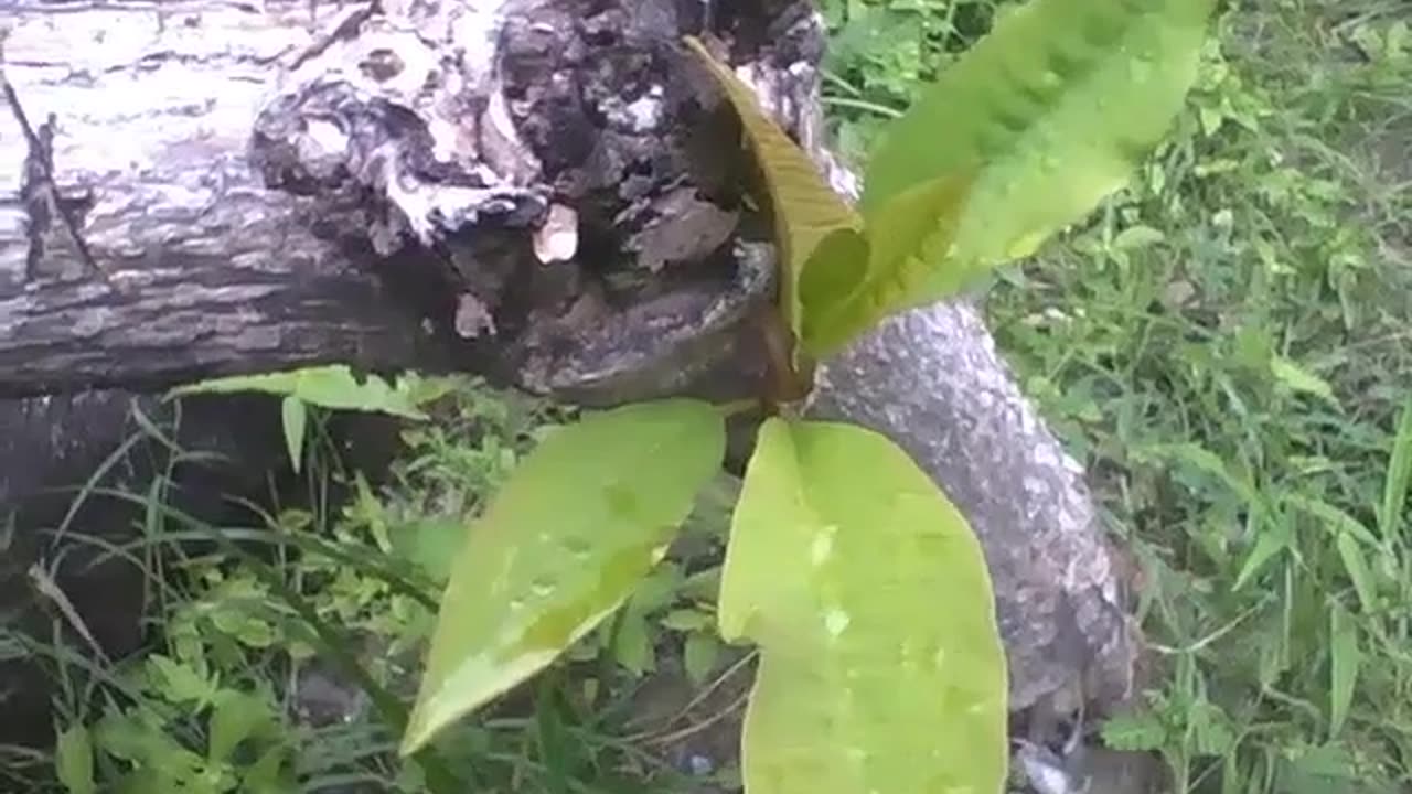 Tree that has been cut down, still has the strength to sprout a new life [Nature & Animals]