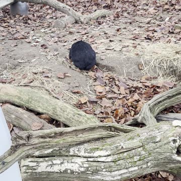 bunnies exploring a cardboard tunnel! 📦🐰