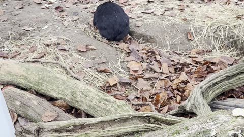 bunnies exploring a cardboard tunnel! 📦🐰