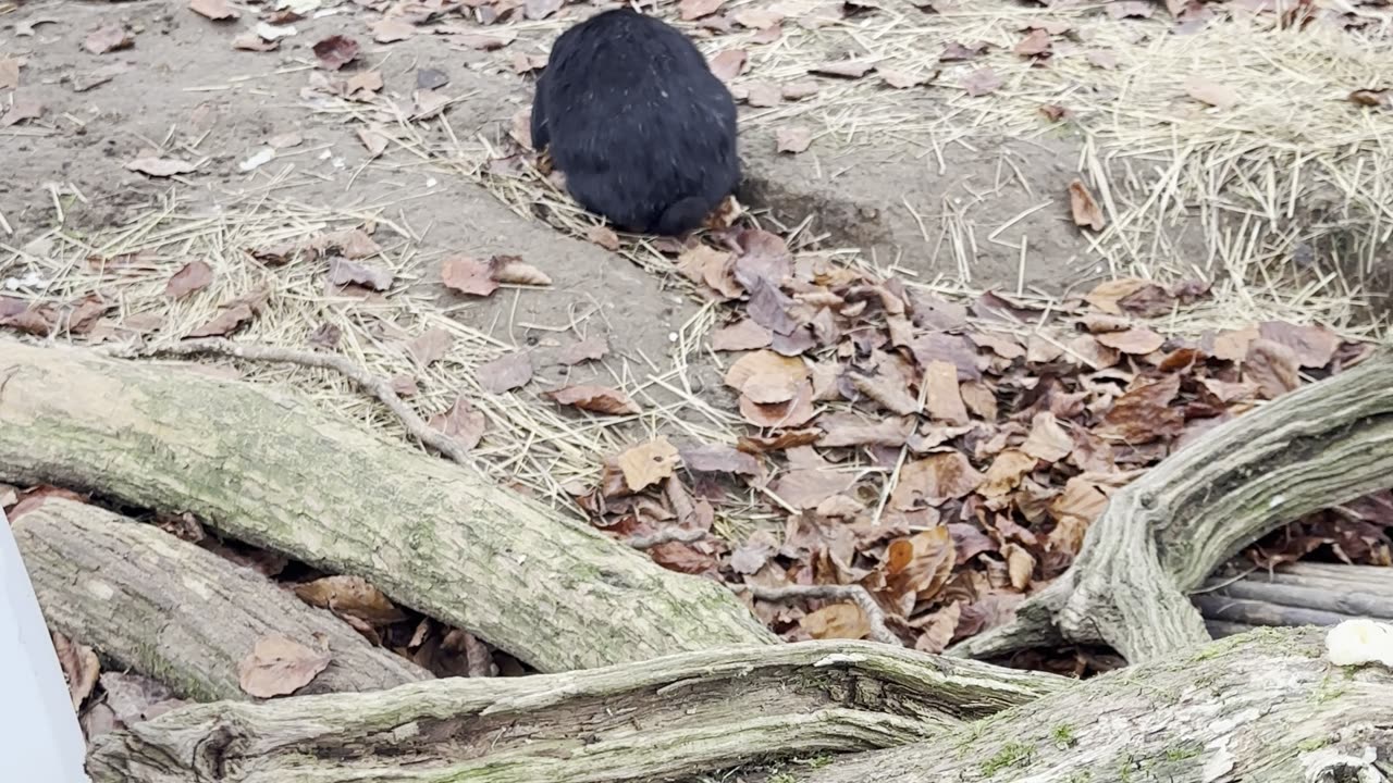 bunnies exploring a cardboard tunnel! 📦🐰