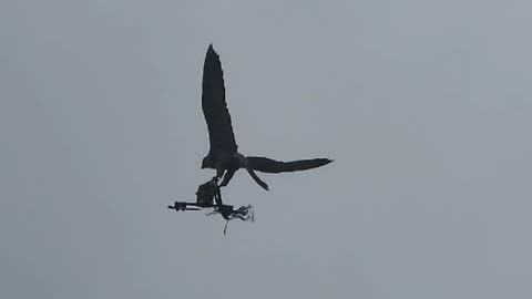 EAGLE WINGS OF DEATH. DRONE KILLERS