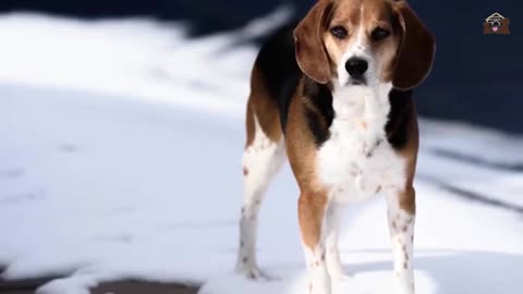 The Beagle Dog - A Playful and Loyal Companion