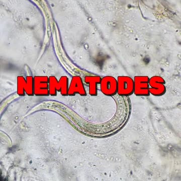 Free Heal Your Gut to Heal Yourself Mini Masterclass