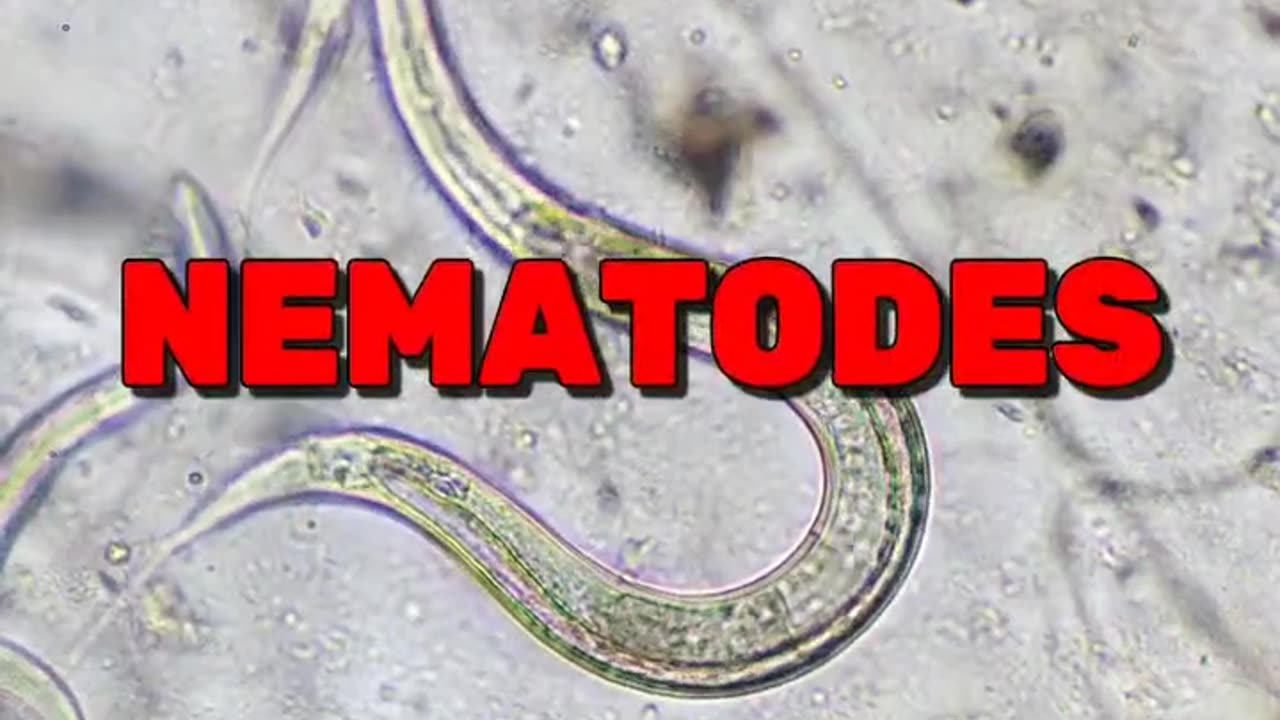 Free Heal Your Gut to Heal Yourself Mini Masterclass